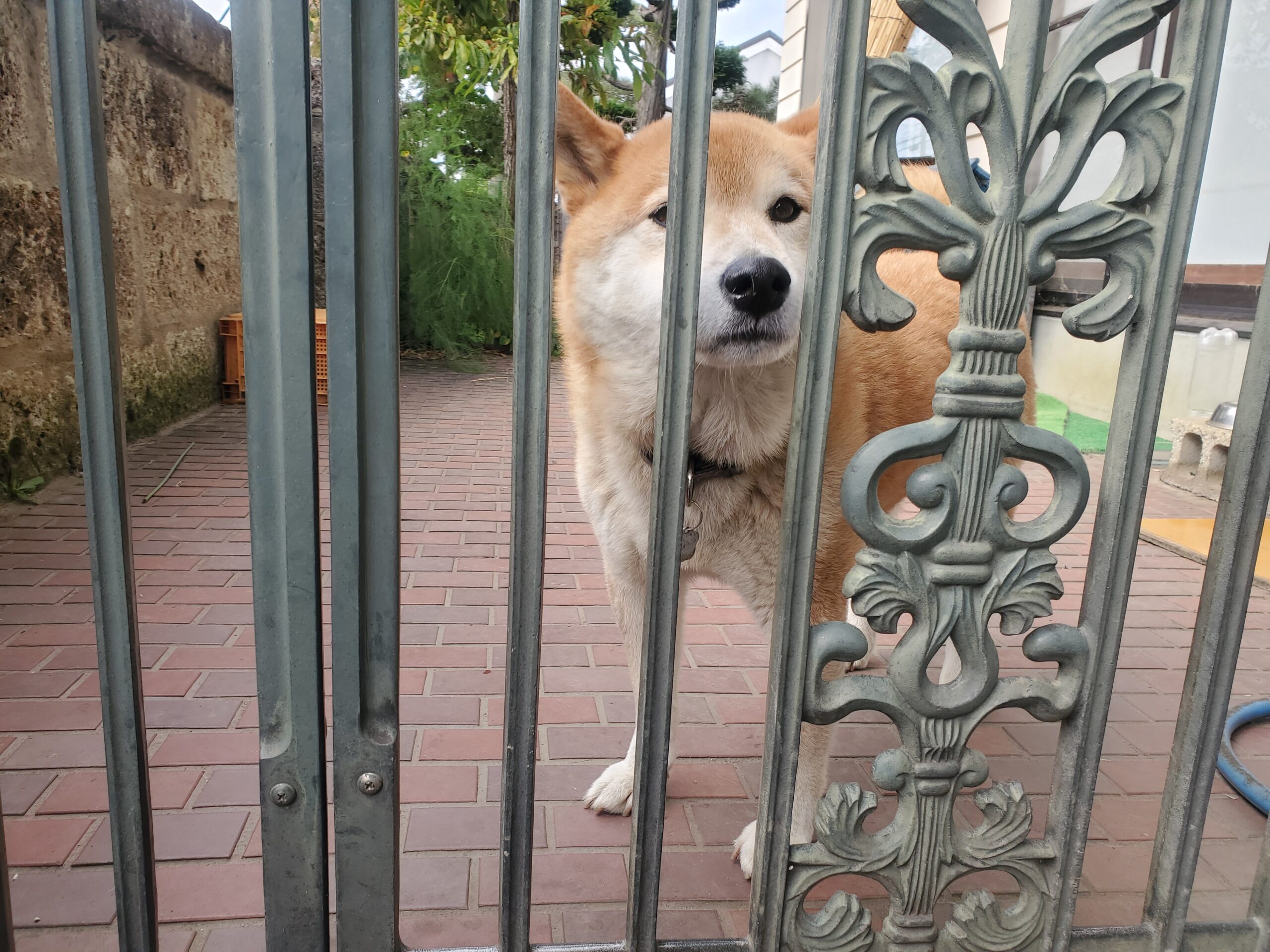 柴犬のリキさん（ダイヤモンド酒造さん愛犬）