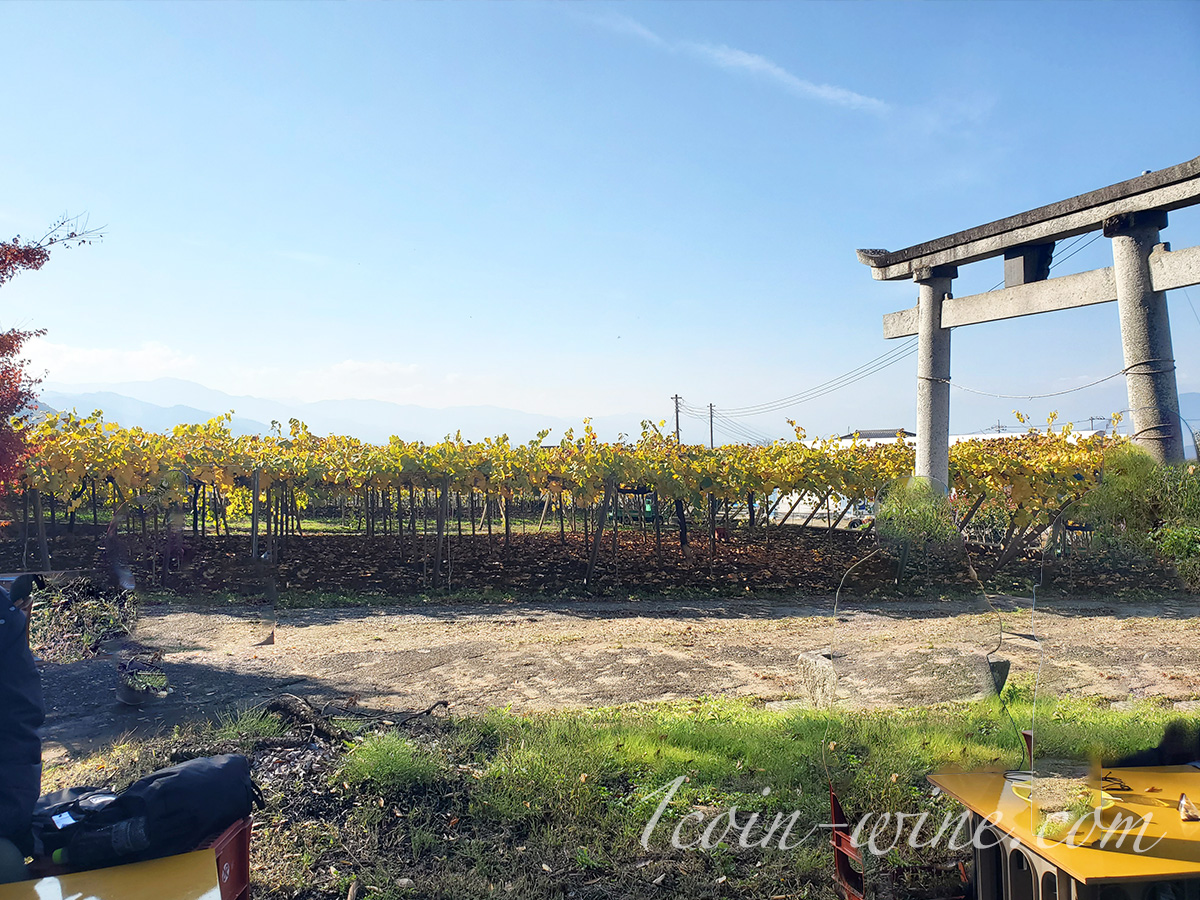 ワインツーリズムやまなし2025秋 塩山・牧丘 牛奥第一葡萄酒