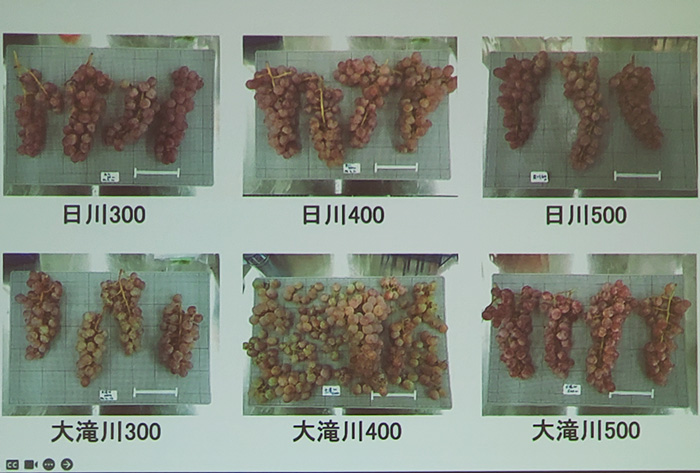 勝沼地区と各扇状地のブドウ果汁と委託醸造ワインの成分値について:分析ブドウ(第46回甲州市勝沼ワインゼミナール)
