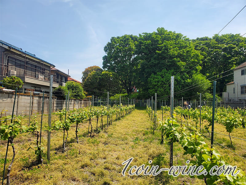 ねりまワインプロジェクト Tetto vin.の畑